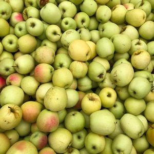 Meet your Posher, Regina